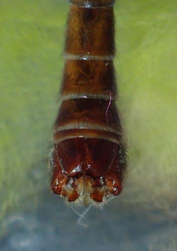 Réf. 182 576 : Tipula sp.